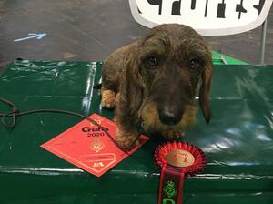 Rhea winning her class at Crufts 2020.