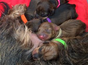 Lenny's puppies