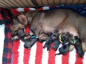 Kiwi's litter in 2020.