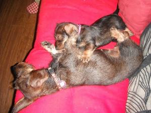 Rogue with her mum Indy