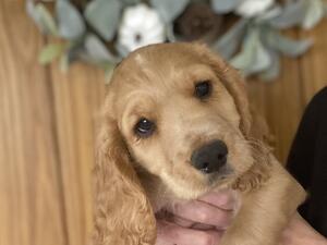 Golden puppy male