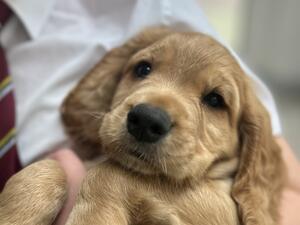 Golden puppy