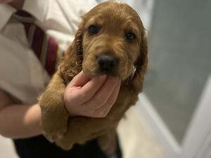 red puppy male