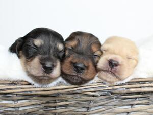 Audrey x Teddie Litter