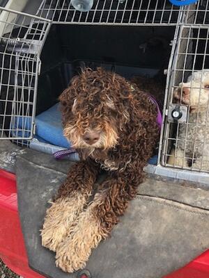 GIGLEE kennel name ELMO 7 mnths