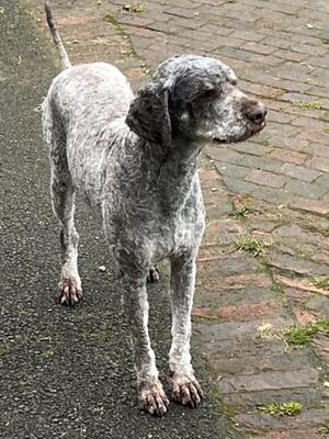 GIGLEE kennel name ELMO 18 month