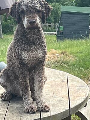 GIGLEE kennel name ELMO 18 mnths