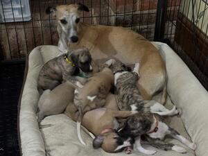 2023 Puppies