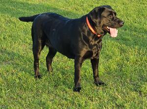 Shadow at 15 months