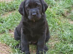 Chunky black boy at six weeks