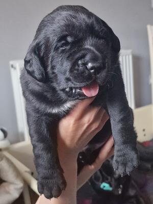 Chunky bitch and dog siblings
