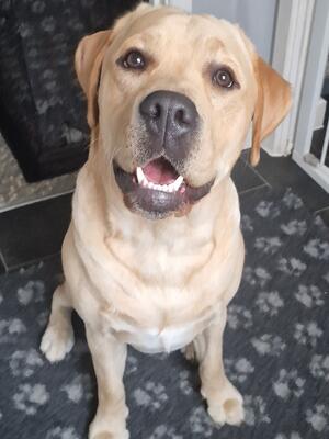 Billy front head shot