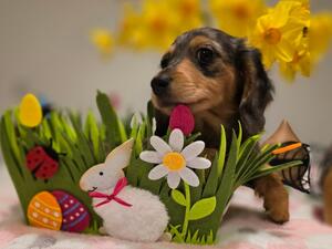 Buttercup - SOLD
