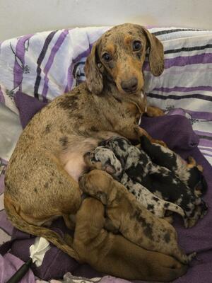 2 days old