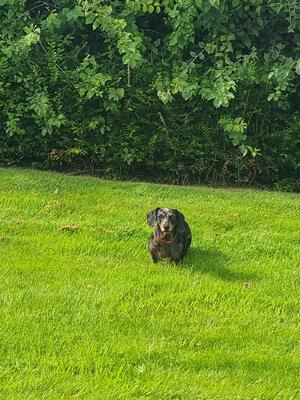 Green grass