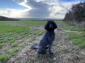 Juniper admiring the view on the South Downs