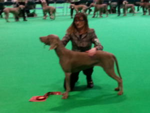 Mollie gets 1st at Crufts 2018