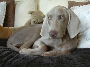 Mojo at 10 weeks