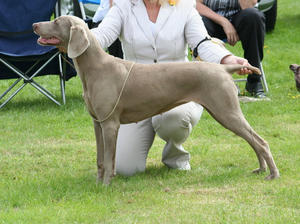 SCHONHUND SHOWGIRL JW ShCM 'Sissy yum yum'