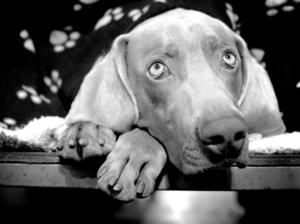 Ego relaxing on his bench at Crufts