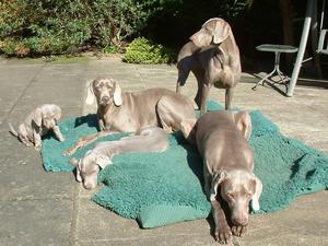 Louis at 6 wks, Shiu Shiu, Sissy, Sterling, Ozzy