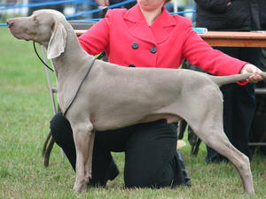 LOUIS Welsh Kennel 2010