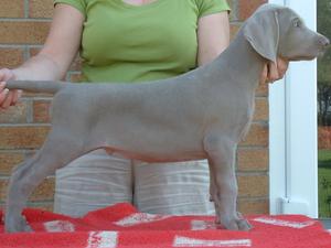 Max at 8 weeks