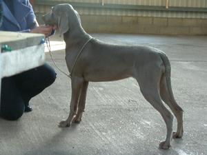 Envy having her critique done