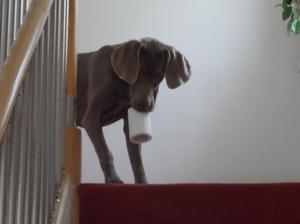 Izzy thinks she's a labrador