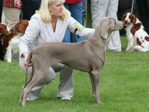 Diva Welsh Kennel 2010