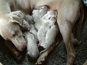 Babies & mum day they were born