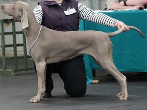 Attie at 9 months