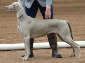Star 1st at The Weimaraner Association 2023