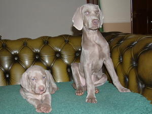 Shiu Shiu right at 3 mths with Louis at 4 wks