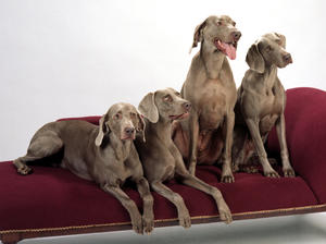 Schonhund Family 2008