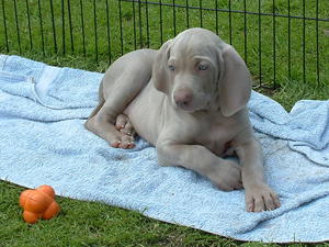 Ego our baby boy at 8 wks