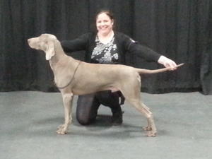 Magic 1st Limit Dog NEWS CHAMPSHOW