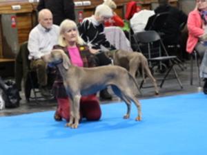 Dolly winning yearling bitch class