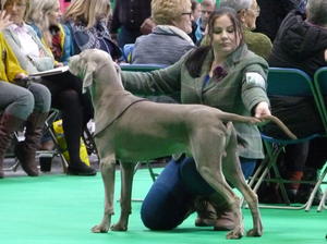 Magic at Crufts 2018 wins 2nd place