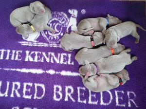 Mojo's litter born 2018