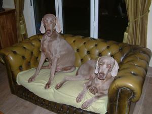 Expectant Envy on left with her mummy Shiu Shiu