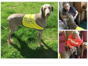 IZZY our PAT dog on one of her visits
