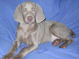 Anya at 10 weeks