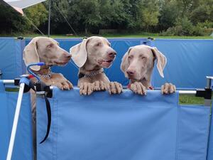Lulu, Muzz & Star