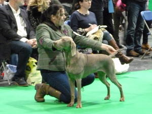 Grace wins 2nd place at Crufts 2018