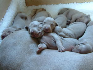 Babies week 3