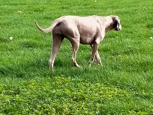 Faith on point in the paddock