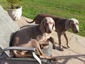 ENVY sat on chair with Mojo March 2017
