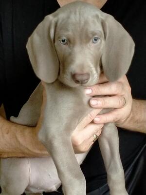 Finn at 8 weeks