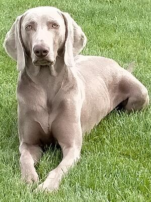 Finn relaxing in the paddock